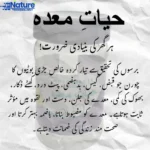 Hayat-e-Maida - Image 2